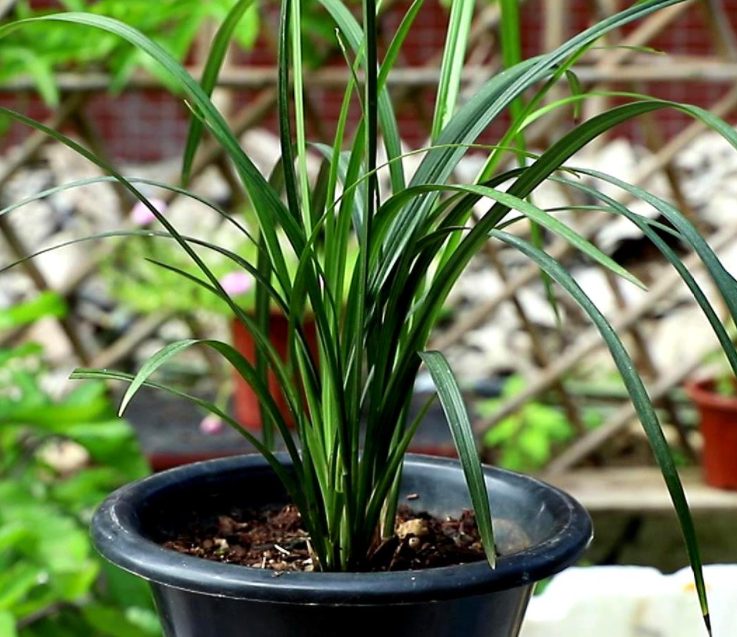 为什么兰花不能放在地上