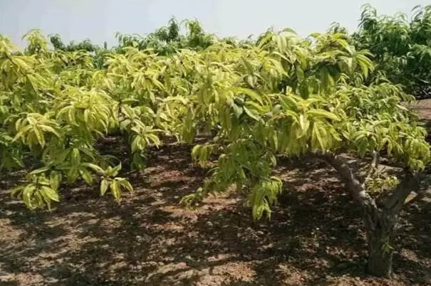 桃树突然枯萎什么原因