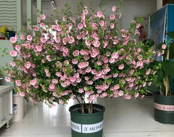 木槿花用什么样的花盆