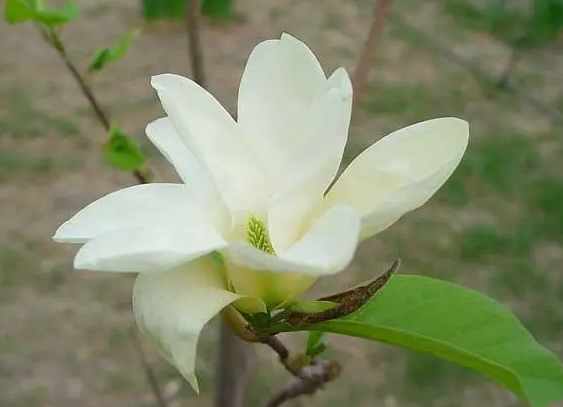 白玉兰花如何管理养殖