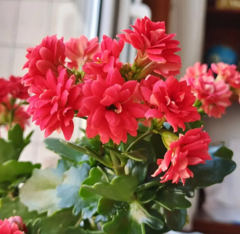 杜鹃花耐寒多少度