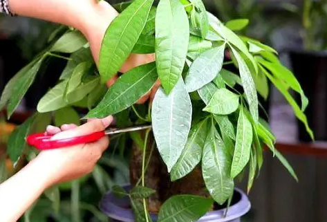 招财树怎样修剪造型