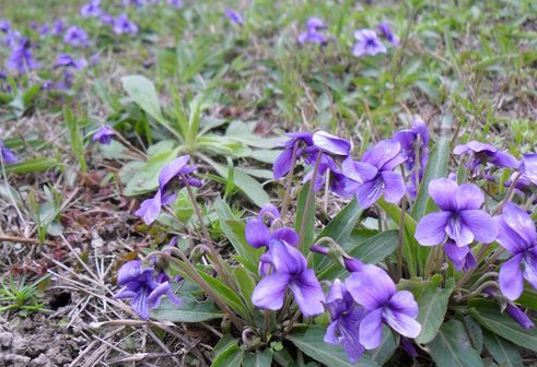 紫花地丁的功效与作用
