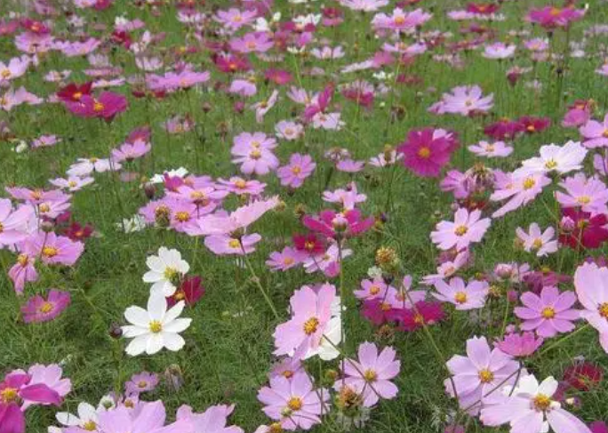 波斯菊开花后有种子吗