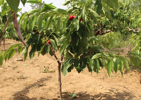 樱桃树移栽后多久浇水