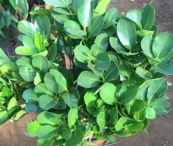 老板树怎么扦插