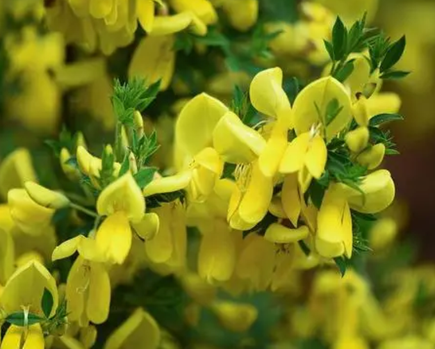 黄金雀花怎么养