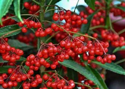 金玉满堂花的种子如何种植