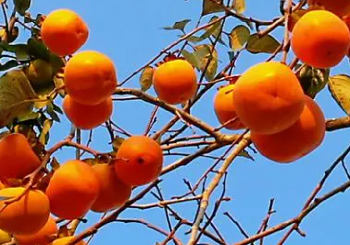 柿子树适应什么气候