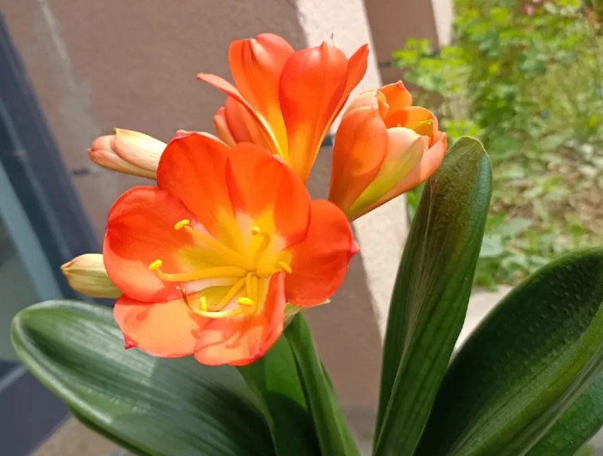 君子兰开花后怎样留种子