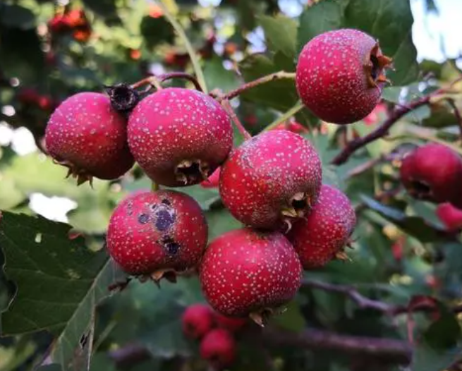 山楂树什么时候修剪呢