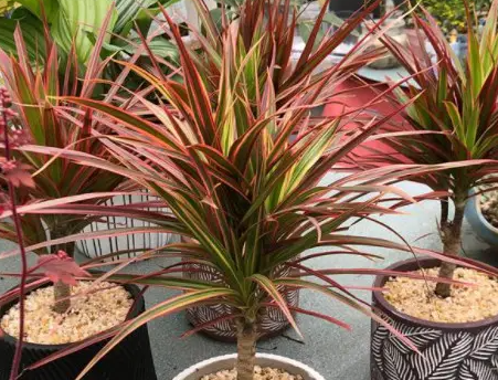 七彩铁树可以放卧室吗