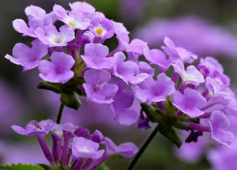 四季花怎么修剪