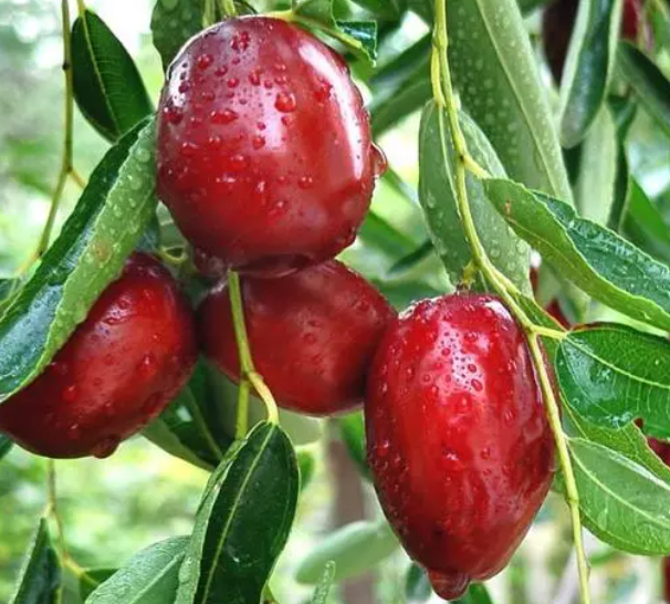 红枣树的花是什么颜色的