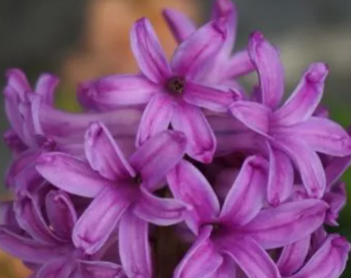 风信子开过花以后怎么处理