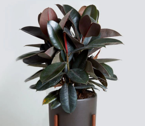 橡皮树水培怎么繁殖