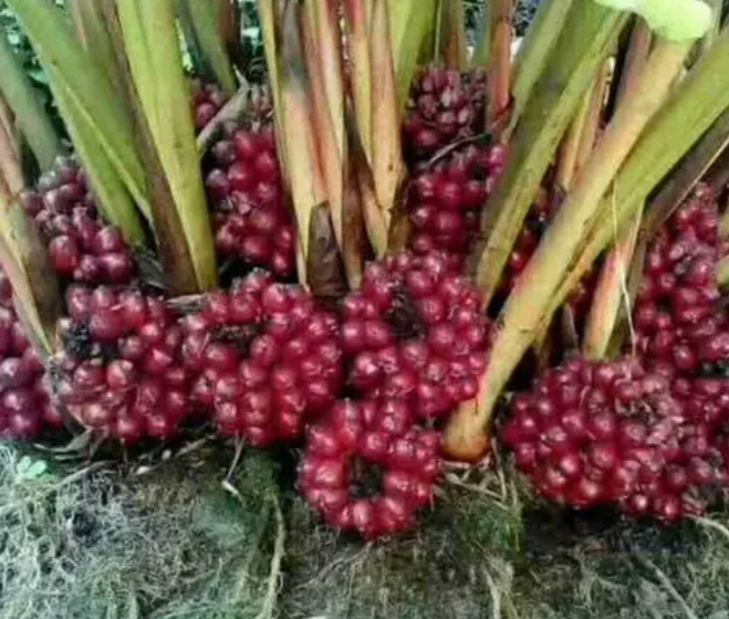 草果开花不结果怎么办