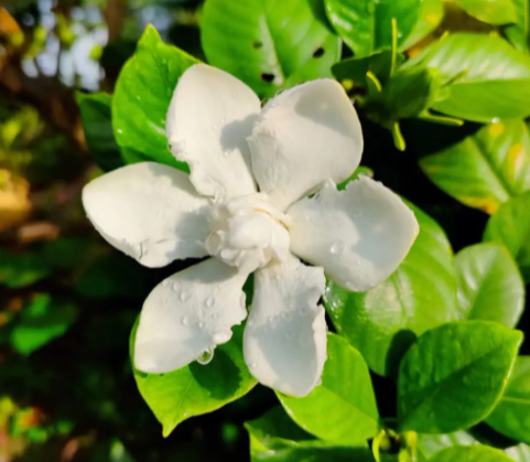 栀子花开败后施什么肥