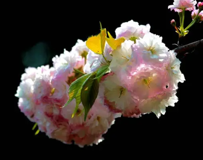 樱花是哪里来的