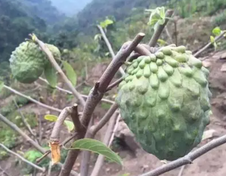 释迦果树耐寒多少度