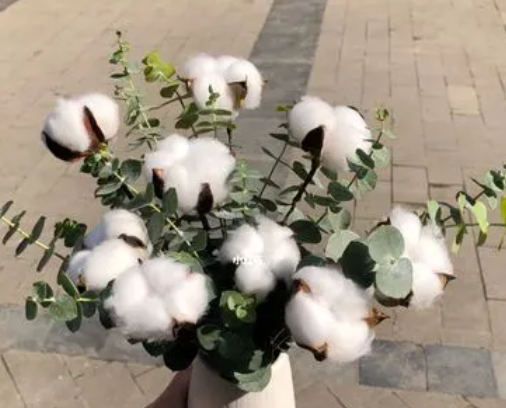 盆栽棉花需要多大的盆