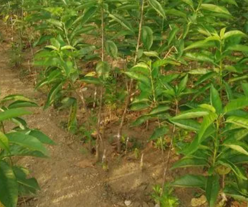 樱桃树苗的修剪方法是什么