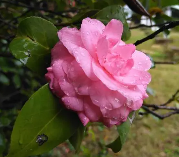 雨水对茶花有影响吗