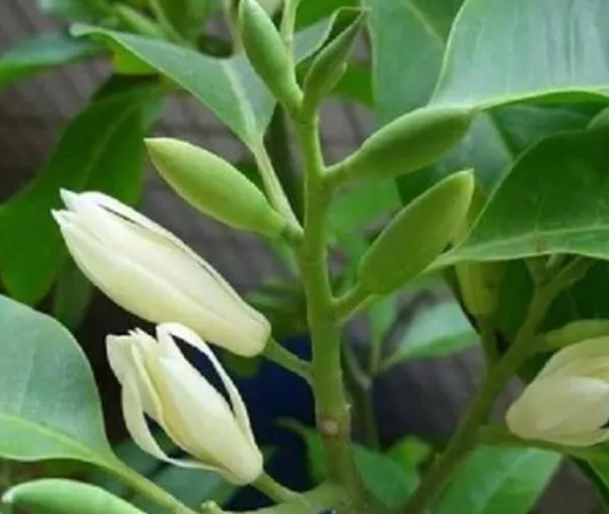 白兰花冬天能施肥吗