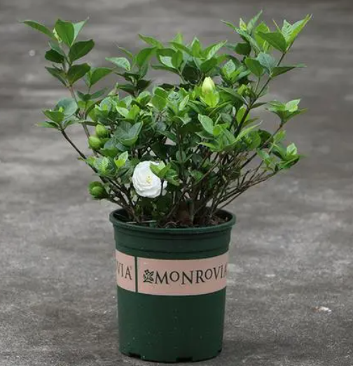 四季栀子花用什么土栽最好