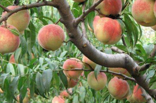 桃树用果实膨大剂真的有效吗