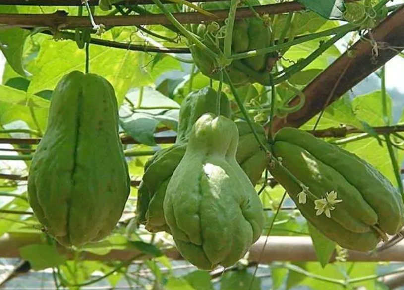 佛手瓜几月份开始开花结果