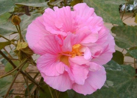 芙蓉花怎么养才能养好