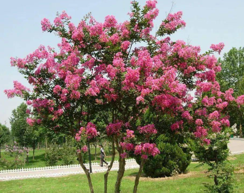 紫薇树的种植与养护