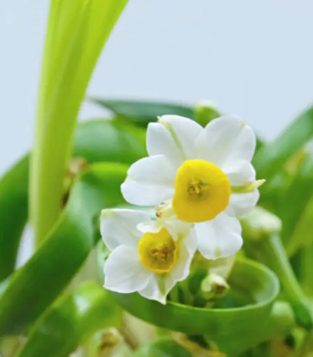 水仙花能晒太阳吗