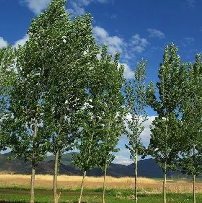 杨树冬季种植和管理