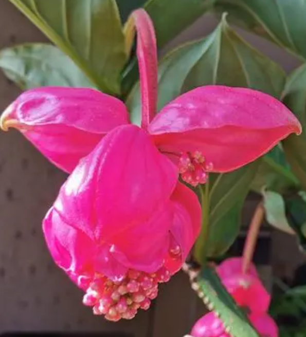 宝莲灯花的繁殖