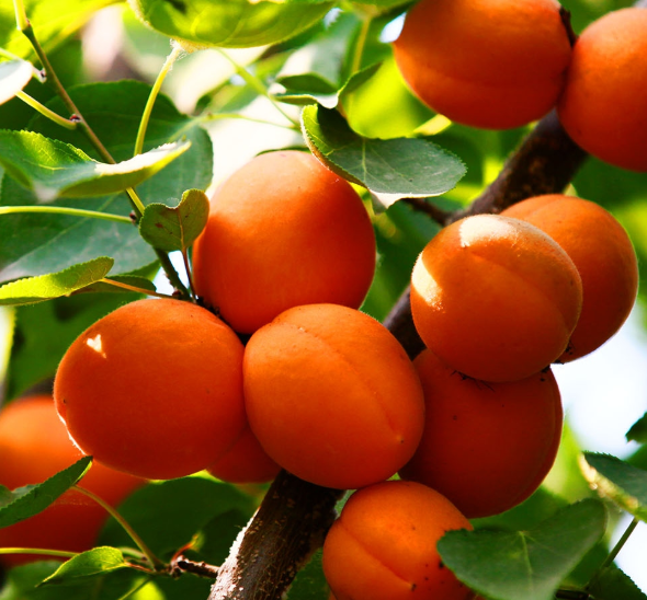 优质杏树品种介绍
