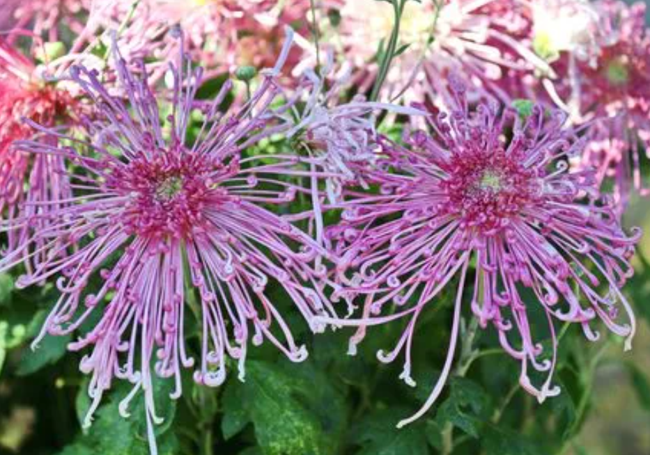 菊花哪个颜色吉利