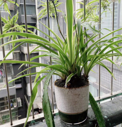 各种花卉养殖方法和注意