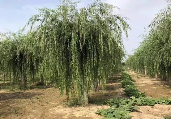 柳树种植技术与管理