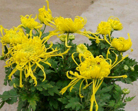 菊花养殖方法和注意事项大全