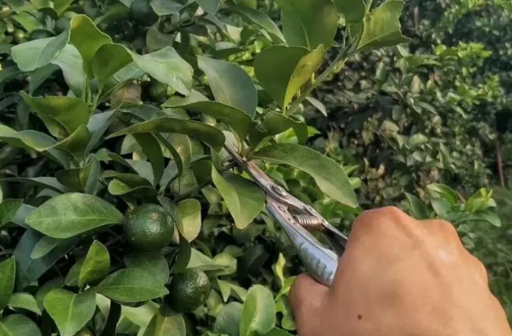 三年内柑橘树修剪技术