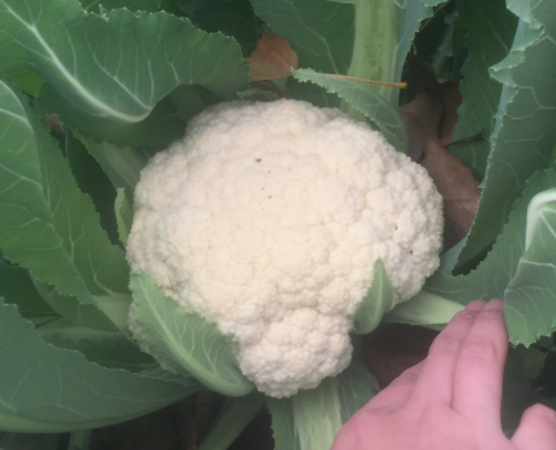 菜花多久长出果实