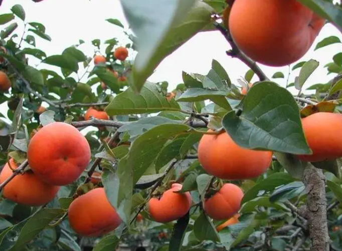 柿子树几年结果