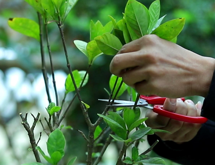 栀子花怎样剪枝