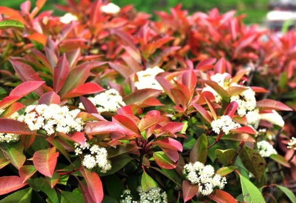 红叶石楠会开花吗