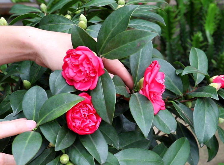 山茶花不开花什么原因