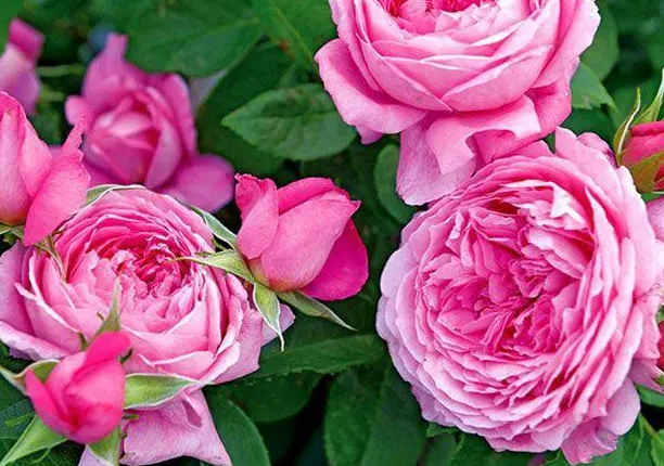 花宫娜法版月季为什么不好买