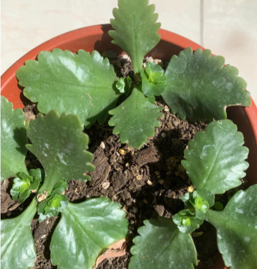 长寿花啥时候扦插最好