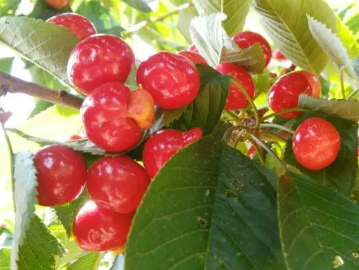 大樱桃树什么时候剪枝最好